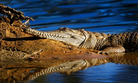 Man wrestles free from freshwater crocodile at remote Queensland waterfall
